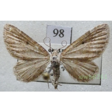 Eupithecia satyrata (Hübner, 1813) Czech98